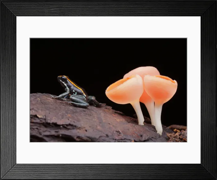 Framed Print : Golfodulcean Poison Frog Framed Print : Golfodulcean Poison Frog