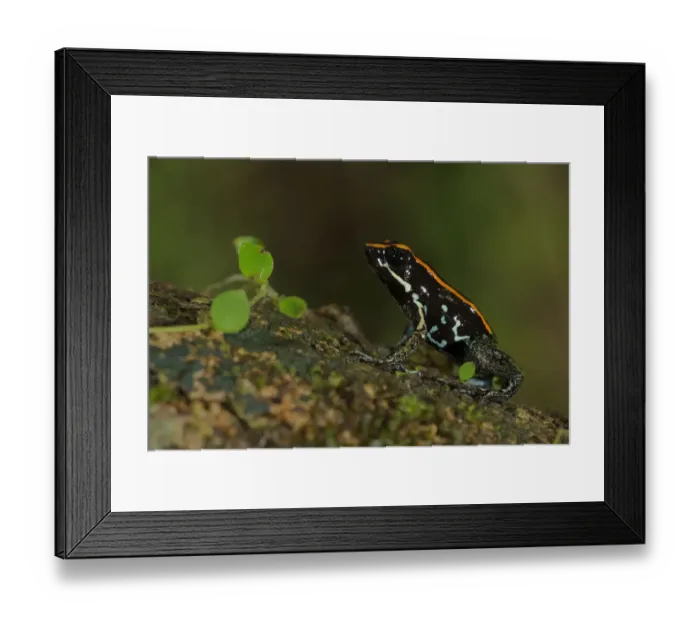 Framed Print : Golfodulcean Poison Frog Framed Print : Golfodulcean Poison Frog