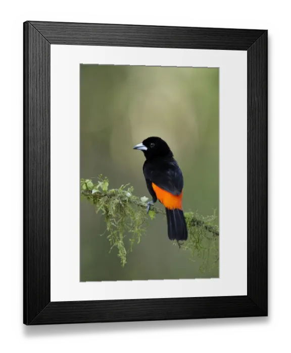 Framed Print : Scarlet-rumped Tanager Framed Print : Scarlet-rumped Tanager