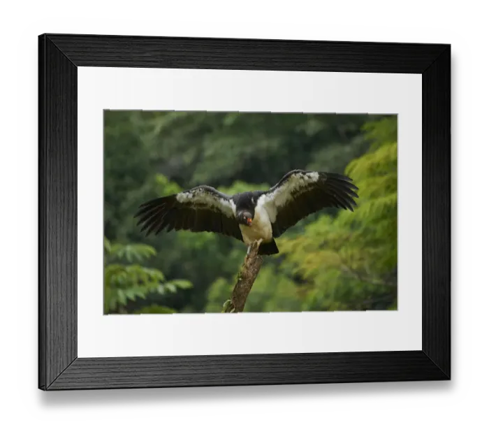 Framed Print : King Vulture