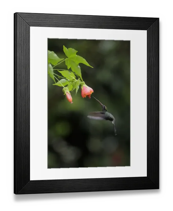 Framed Print : White-whiskered Hermit (Phaethornis yaruqui) Framed Print : White-whiskered Hermit (Phaethornis yaruqui)