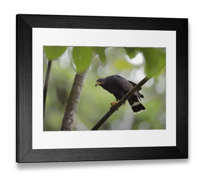 Framed Print : Common Black Hawk (Buteogallus anthracinus) Framed Print : Common Black Hawk (Buteogallus anthracinus)