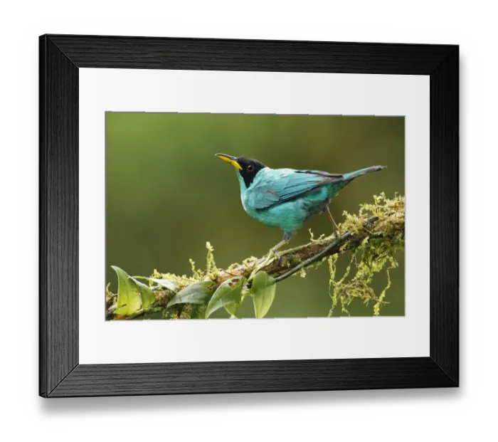 Framed Print : Green Honeycreeper Framed Print : Green Honeycreeper