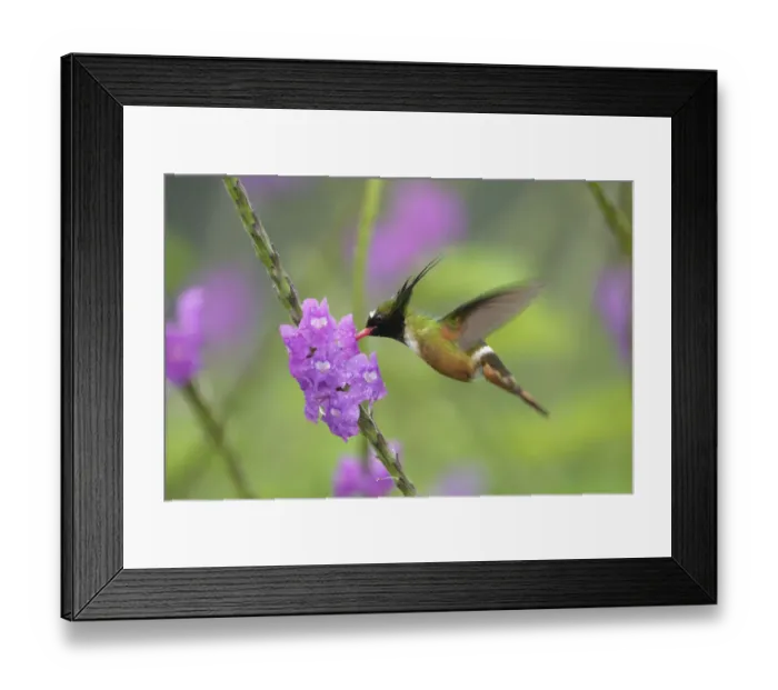 Framed Print : White-crested Coquette Framed Print : White-crested Coquette