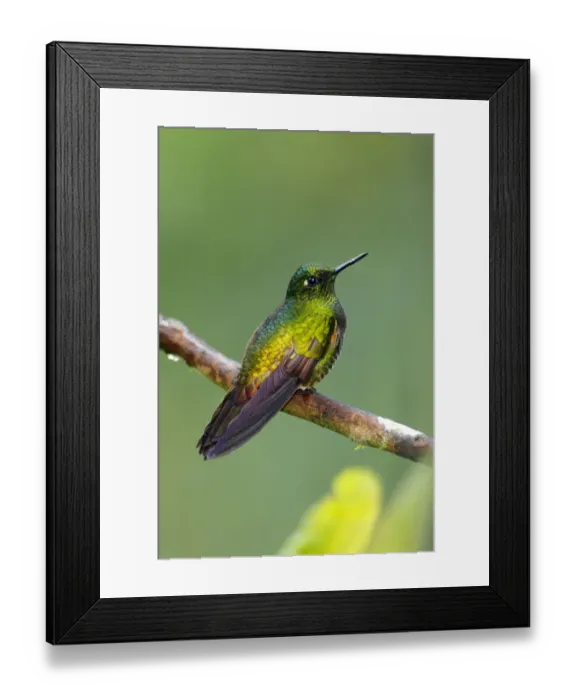Framed Print : Buff-tailed Coronet (Boissonneaua flavescens) Framed Print : Buff-tailed Coronet (Boissonneaua flavescens)