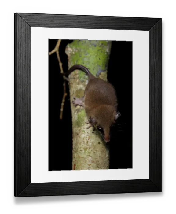 Framed Print : Mexican mouse opossum (Marmosa mexicana)