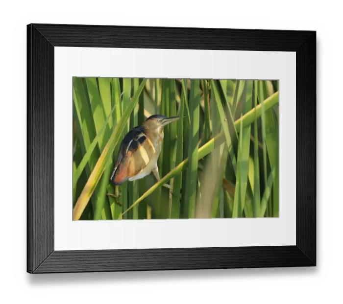 Framed Print : Least Bittern Framed Print : Least Bittern