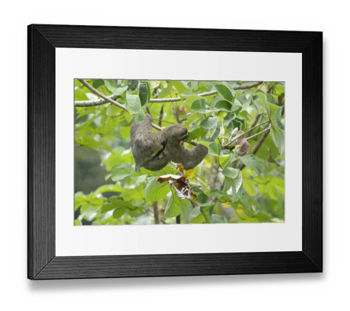 Framed Print : Three-toed Sloth Framed Print : Three-toed Sloth