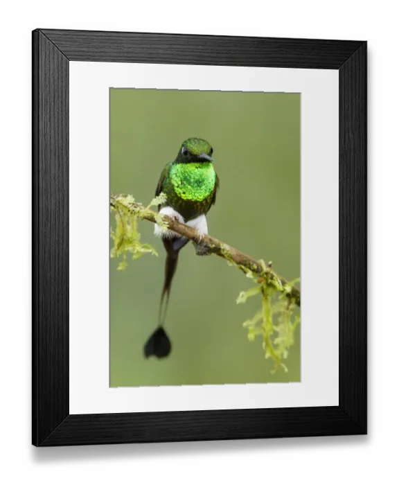 Framed Print : Booted Rackettail (Ocreatus underwoodii) Framed Print : Booted Rackettail (Ocreatus underwoodii)