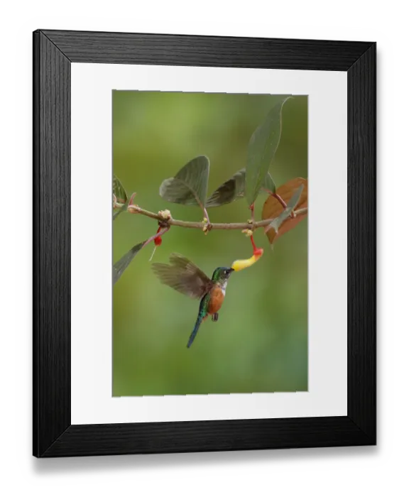 Framed Print : Violet-tailed Sylph Framed Print : Violet-tailed Sylph