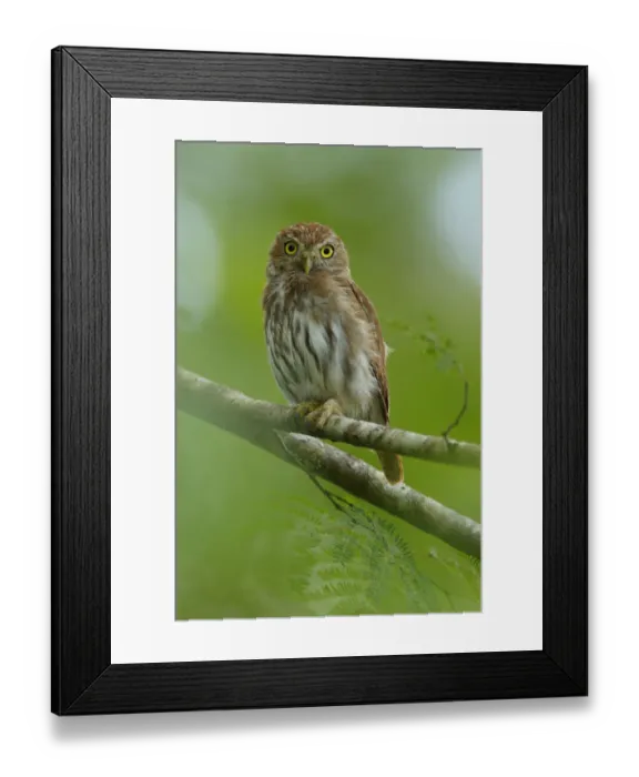 Framed Print : Ferruginous Pygmy-Owl Framed Print : Ferruginous Pygmy-Owl