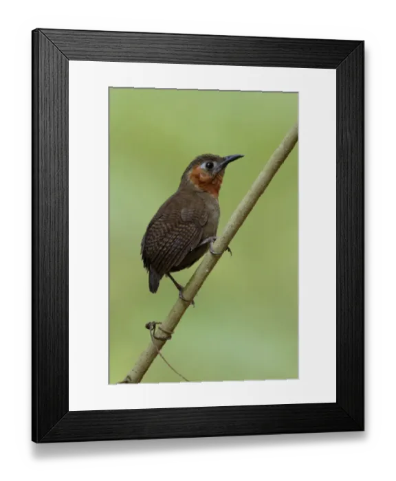 Framed Print : Song Wren (Cyphorhinus phaeocephalus) Framed Print : Song Wren (Cyphorhinus phaeocephalus)
