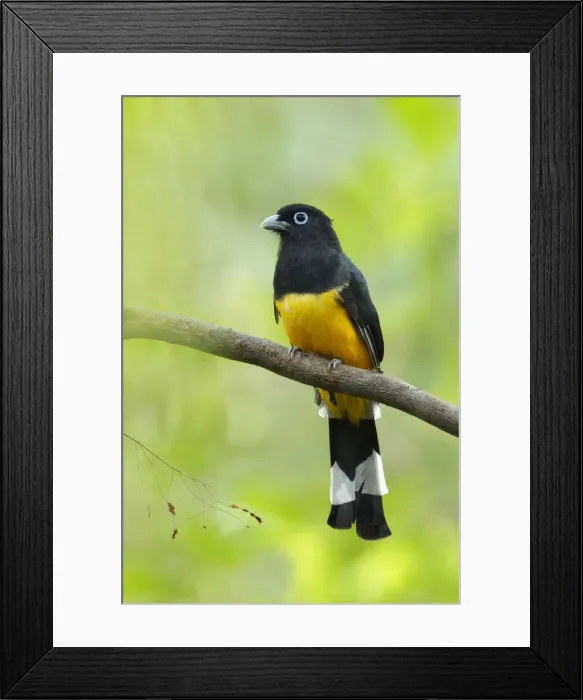Framed Print : Black-headed Trogon Framed Print : Black-headed Trogon