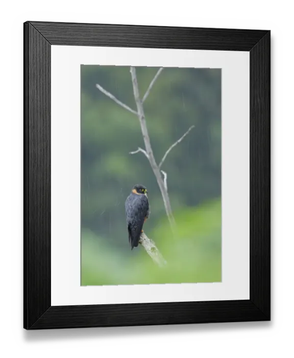 Framed Print : Bat Falcon Framed Print : Bat Falcon