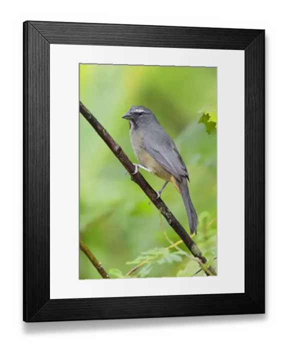 Framed Print : Grayish Saltator Framed Print : Grayish Saltator