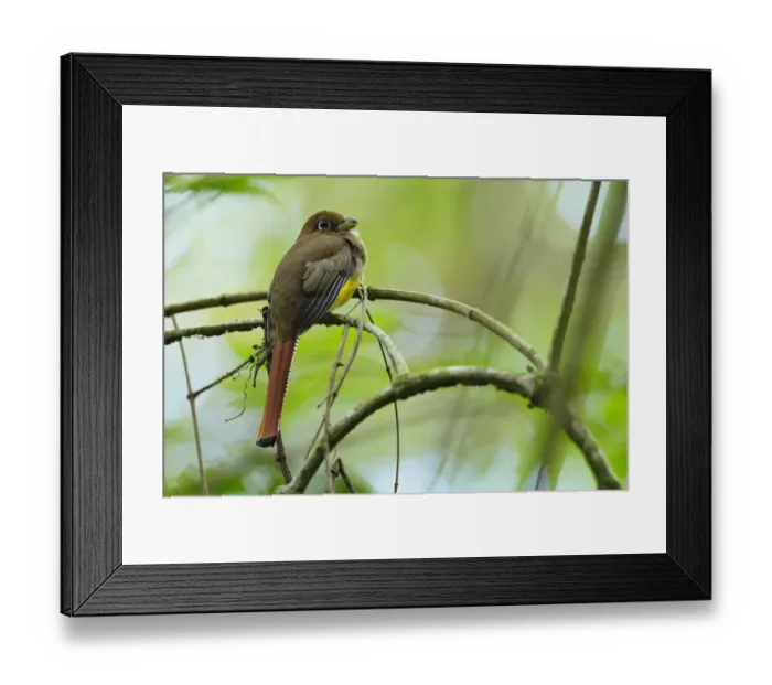 Framed Print : Black-throated Trogon Framed Print : Black-throated Trogon