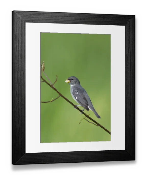 Framed Print : Slate-colored Seedeater (Sporophila schistacea) Framed Print : Slate-colored Seedeater (Sporophila schistacea)