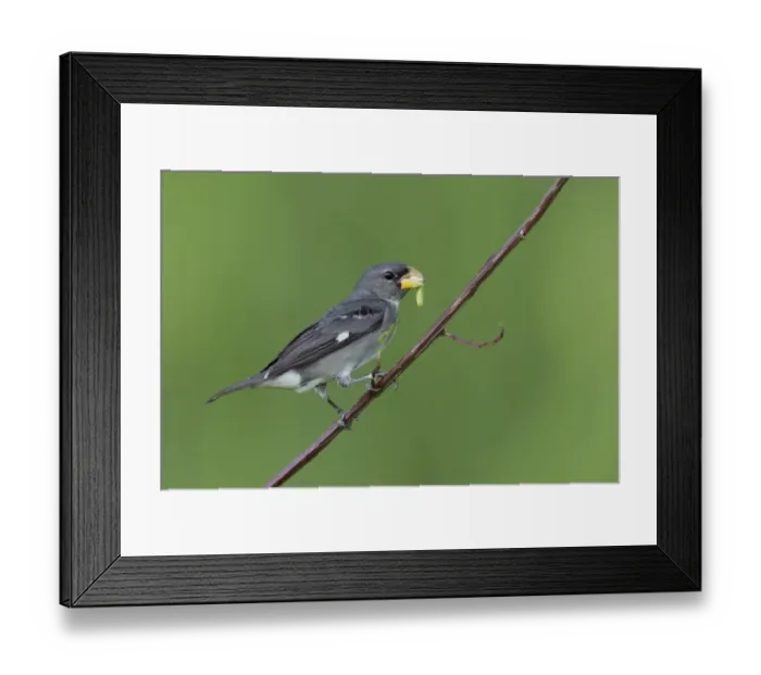 Framed Print : Slate-colored Seedeater (Sporophila schistacea) Framed Print : Slate-colored Seedeater (Sporophila schistacea)
