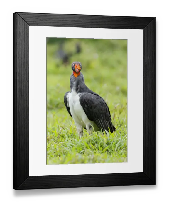 Framed Print : King Vulture Framed Print : King Vulture