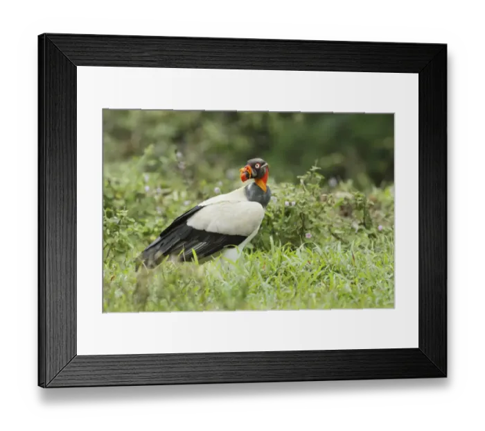 Framed Print : King Vulture Framed Print : King Vulture
