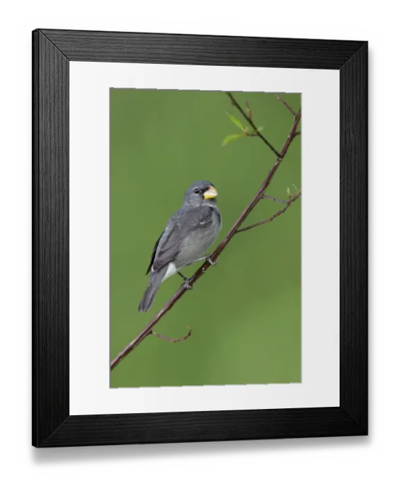 Framed Print : Slate-colored Seedeater (Sporophila schistacea) Framed Print : Slate-colored Seedeater (Sporophila schistacea)