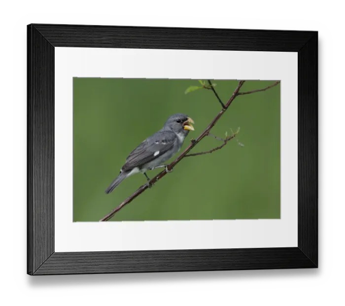 Framed Print : Slate-colored Seedeater (Sporophila schistacea) Framed Print : Slate-colored Seedeater (Sporophila schistacea)