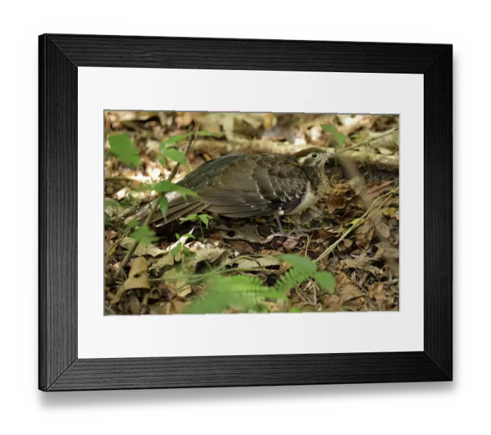 Framed Print : Pheasant Cuckoo (Dromococcyx phasianellus)