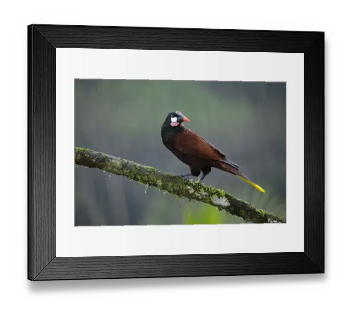 Framed Print : Montezuma Oropendola (Psarocolius montezuma) Framed Print : Montezuma Oropendola (Psarocolius montezuma)