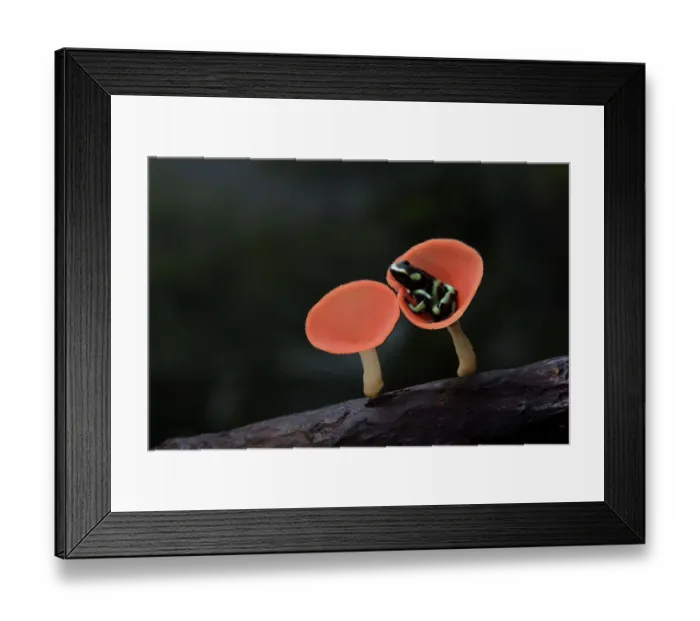 Framed Print : Portrait of a green and black poison dart frog, (Dendrobates auratus) Framed Print : Portrait of a green and black poison dart frog, (Dendrobates auratus)