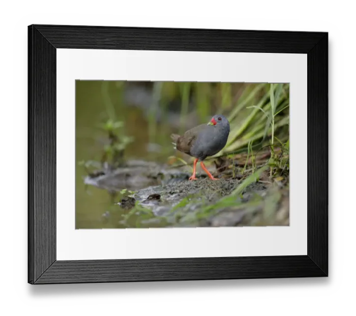 Framed Print : Paint-billed Crake (Mustelirallus erythrops) Framed Print : Paint-billed Crake (Mustelirallus erythrops)