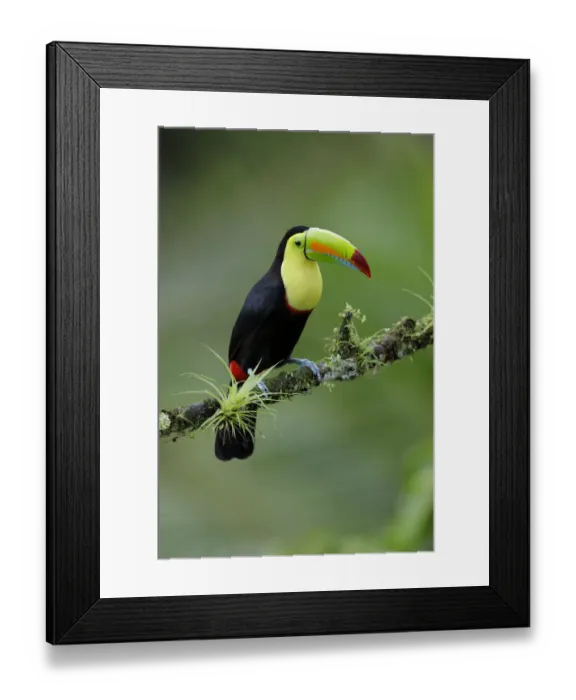 Framed Print : Keel-billed Toucan