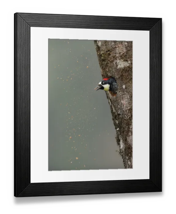 Framed Print : Acorn Woodpecker Framed Print : Acorn Woodpecker