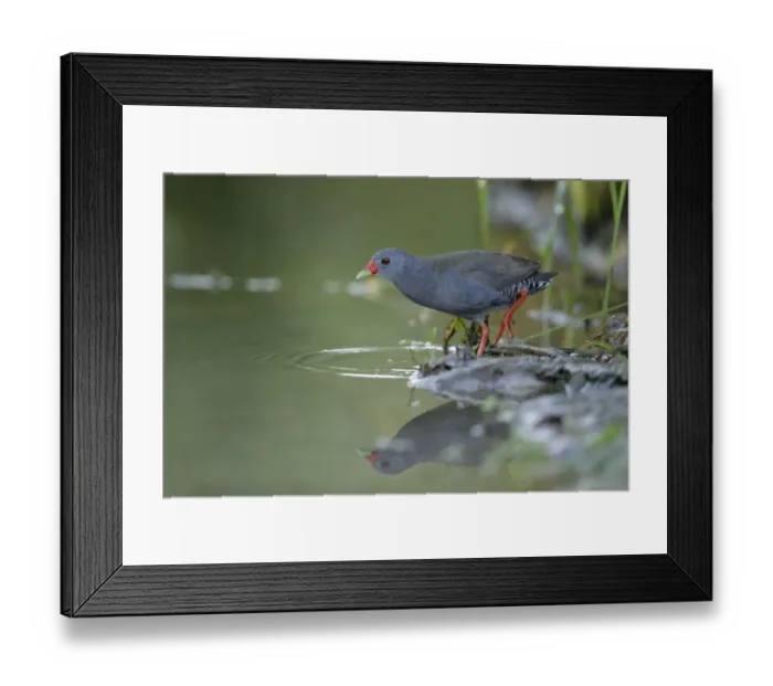 Framed Print : Paint-billed Crake (Mustelirallus erythrops) Framed Print : Paint-billed Crake (Mustelirallus erythrops)