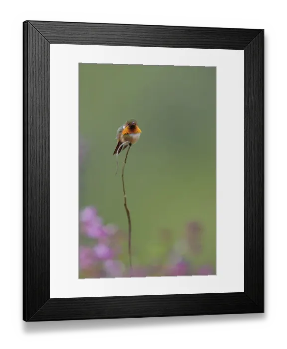 Framed Print : Scintillant Hummingbird (Selasphorus scintilla) Framed Print : Scintillant Hummingbird (Selasphorus scintilla)