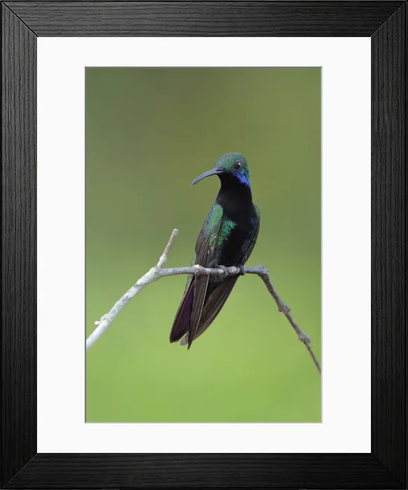 Framed Print : Black-throated Mango Framed Print : Black-throated Mango
