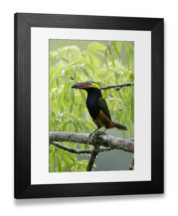 Framed Print : Golden-collared Toucanet (Selenidera reinwardtii) Framed Print : Golden-collared Toucanet (Selenidera reinwardtii)
