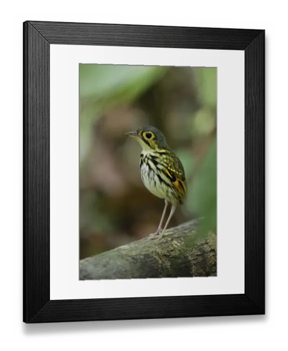 Framed Print : Streak-chested Antpitta Framed Print : Streak-chested Antpitta
