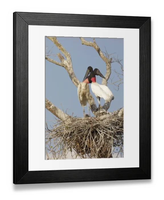Framed Print : Jabiru (Jabiru mycteria) Framed Print : Jabiru (Jabiru mycteria)