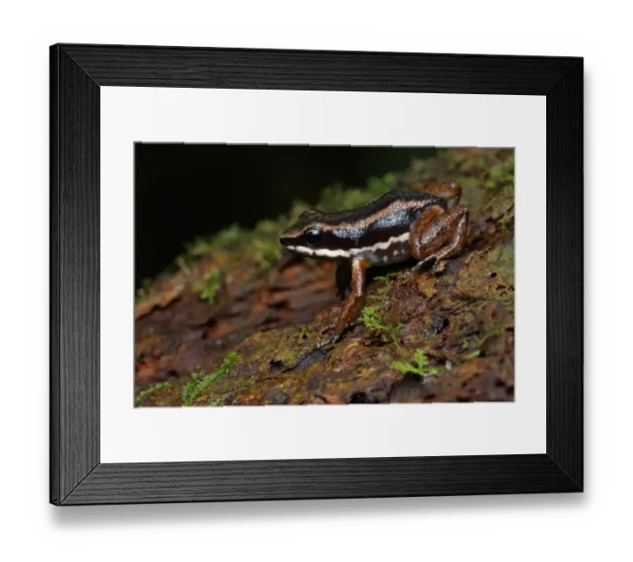 Framed Print : Talamanca Rocket Frog Framed Print : Talamanca Rocket Frog