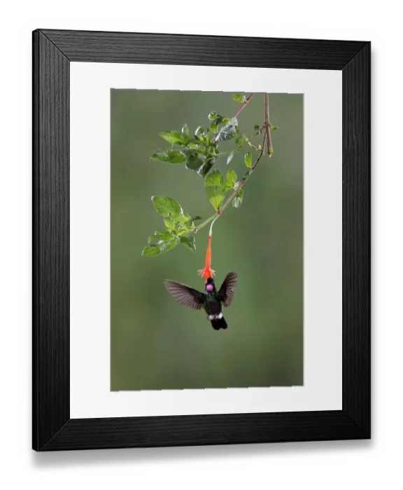 Framed Print : Tourmaline Sunangel (Heliangelus exortis) Framed Print : Tourmaline Sunangel (Heliangelus exortis)