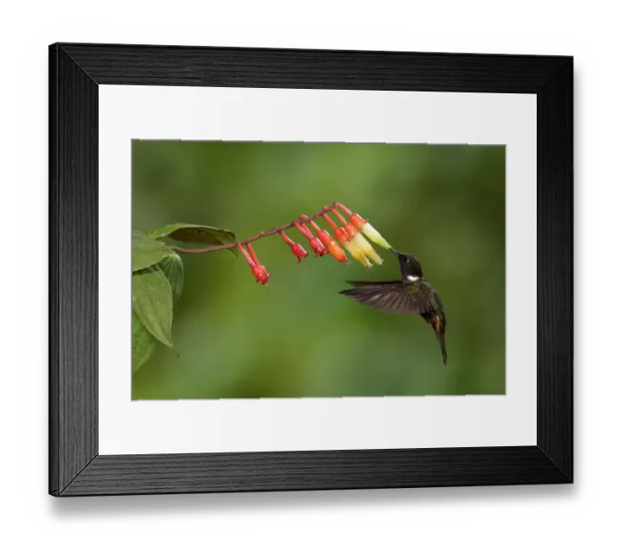 Framed Print : Brown Inca Framed Print : Brown Inca