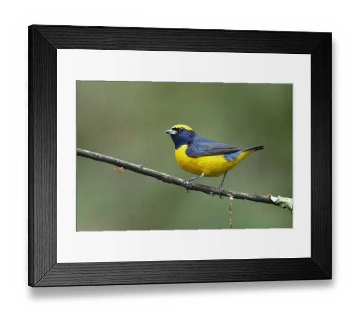 Framed Print : Yellow-crowned Euphonia (Euphonia luteicapilla) Framed Print : Yellow-crowned Euphonia (Euphonia luteicapilla)