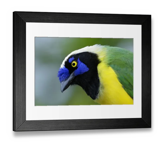 Framed Print : Inca Jay. Inca jay (Cyanocorax yncas yncas) portrait