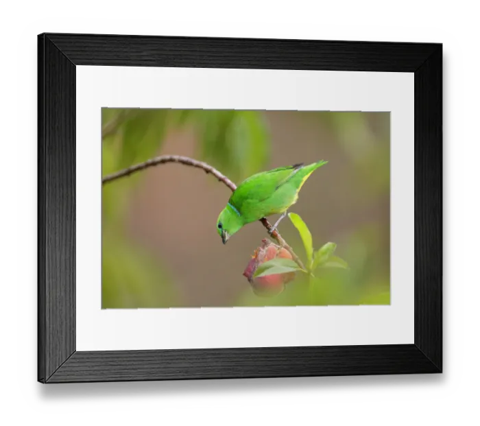 Framed Print : Golden-browed Chlorophonia Framed Print : Golden-browed Chlorophonia