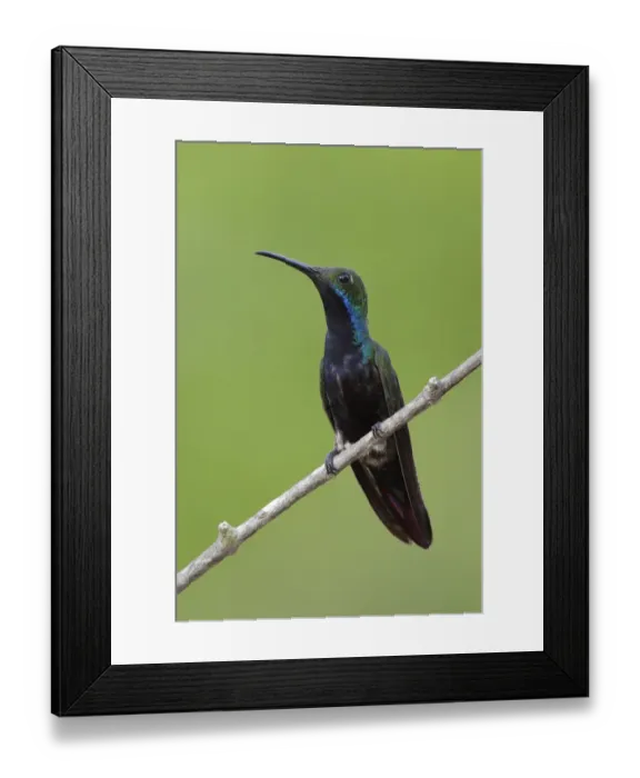 Framed Print : Black-throated Mango (Anthracothorax nigricollis) Framed Print : Black-throated Mango (Anthracothorax nigricollis)