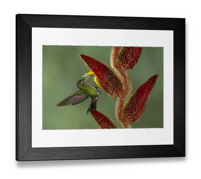 Framed Print : Green-crowned Brilliant (Heliodoxa jacula) Framed Print : Green-crowned Brilliant (Heliodoxa jacula)