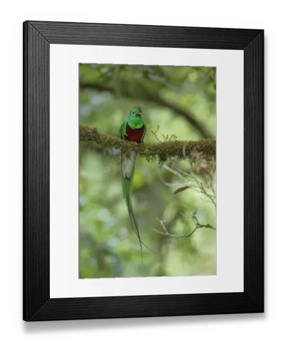 Framed Print : Resplendent Quetzal Framed Print : Resplendent Quetzal