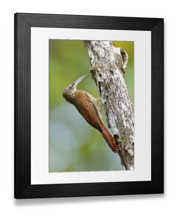 Framed Print : Cocoa Woodcreeper Framed Print : Cocoa Woodcreeper