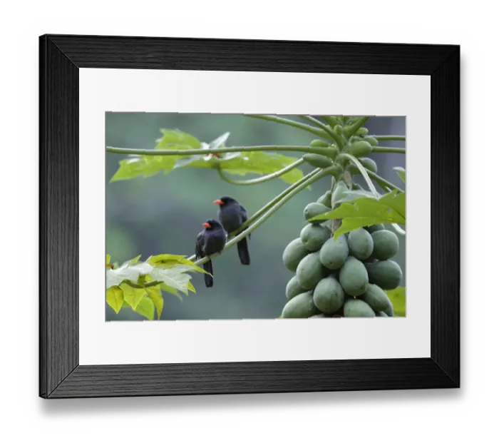 Framed Print : Black-fronted Nunbird (Monasa nigrifrons) Framed Print : Black-fronted Nunbird (Monasa nigrifrons)