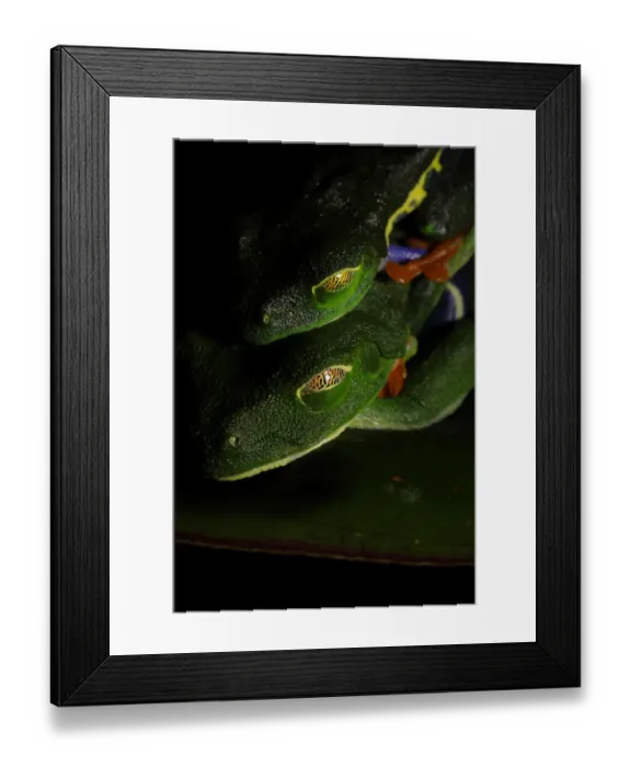 Framed Print : Red-eyed Tree frog Framed Print : Red-eyed Tree frog